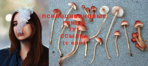 бошки Белокуриха